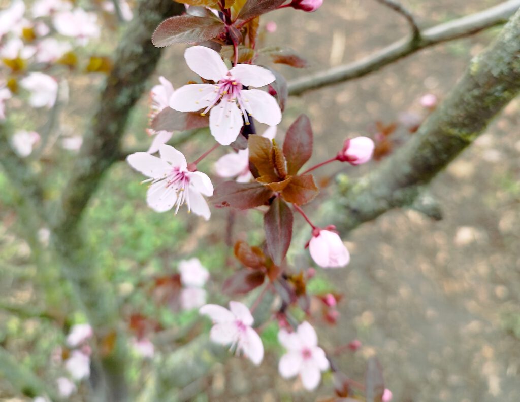 Blüten der Kirschpflaume